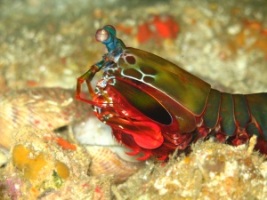 harlequin mantis shrimp, Gato Island: Iain Crampton